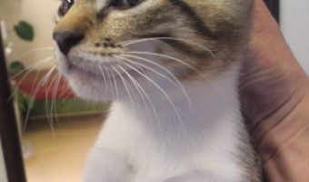 子猫の里親さん募集！！｜深谷市の動物病院あらい犬猫病院-年中無休