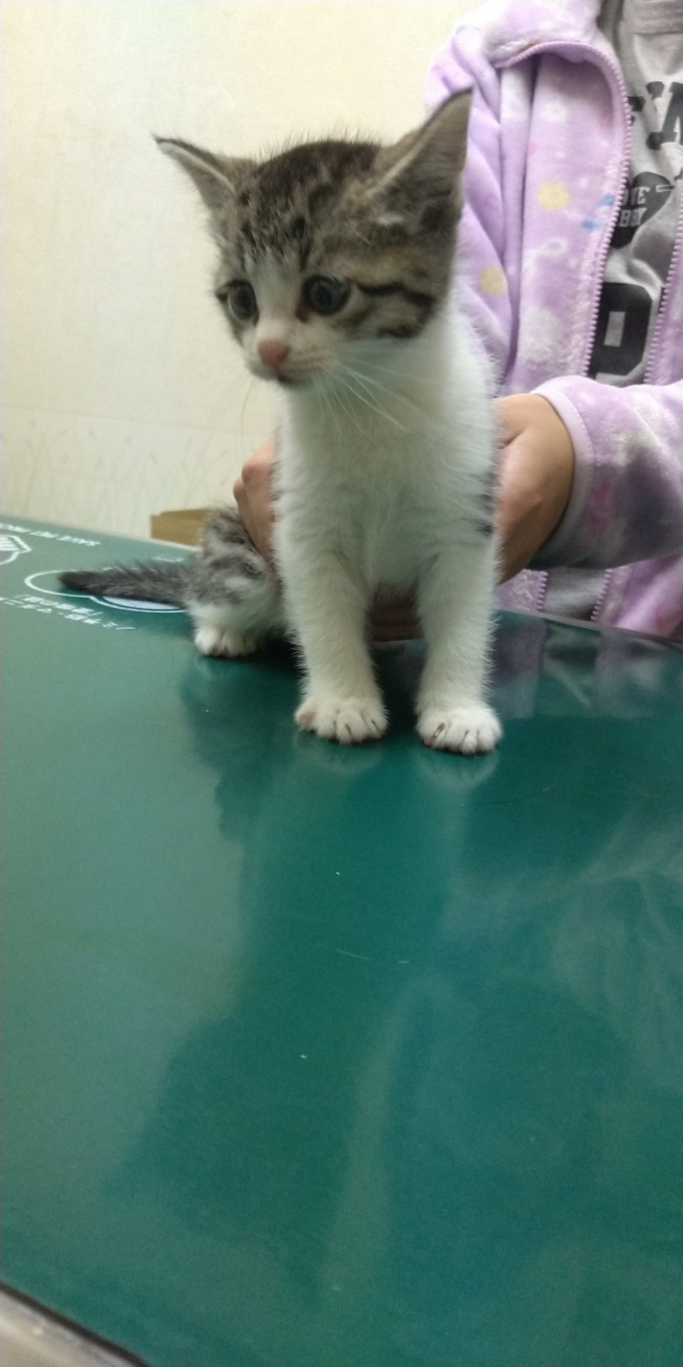 人懐こい 可愛い子猫の里親募集中 深谷市の動物病院 あらい犬猫病院 年中無休